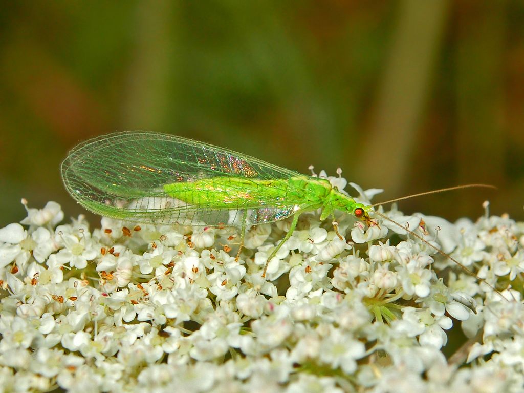 Chrysoperla carnea o pallida